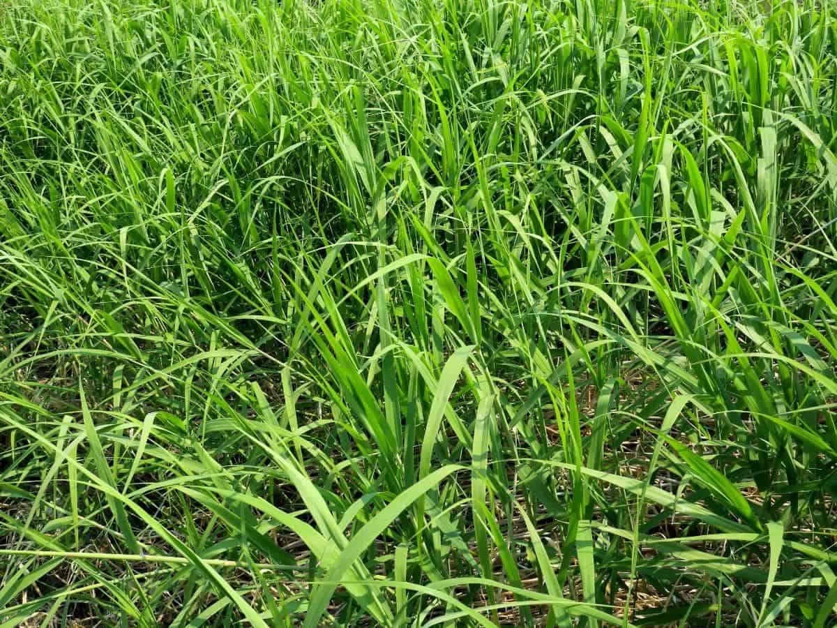 Does Roundup Go Bad or Expire? (All You Need to Know)