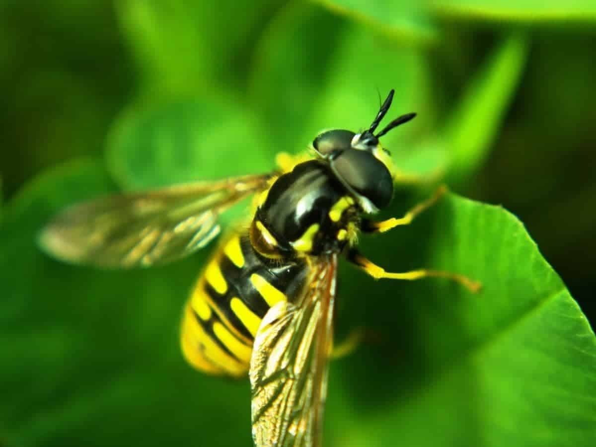 Do Wasps Eat Wood? (All You Need to Know)