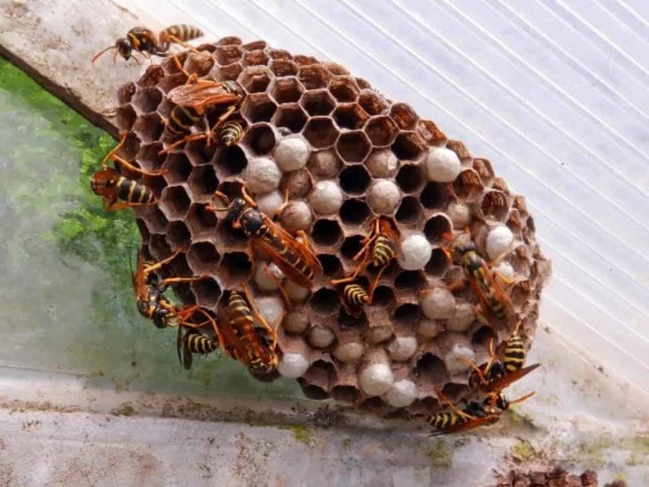 Yellow Jacket Nest in House Siding How to Get Rid of It?