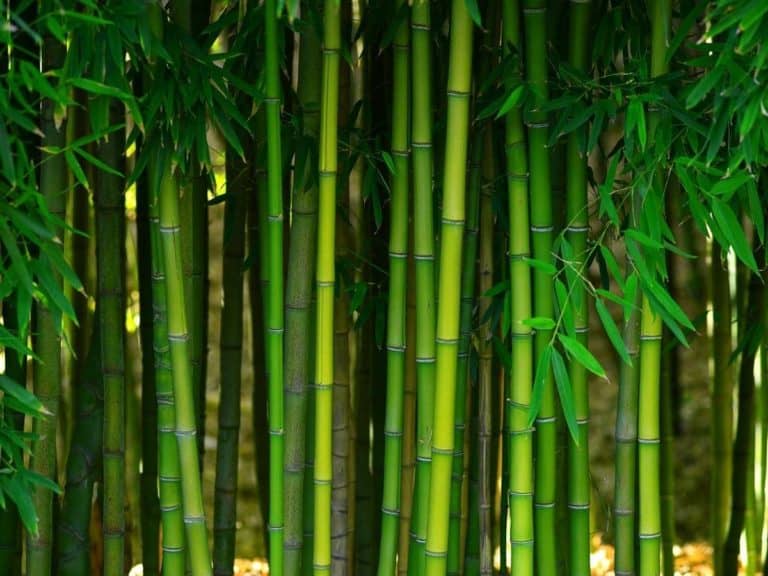 Can Bamboo Go in the Shower? (Bench, Bath Mats & Others)