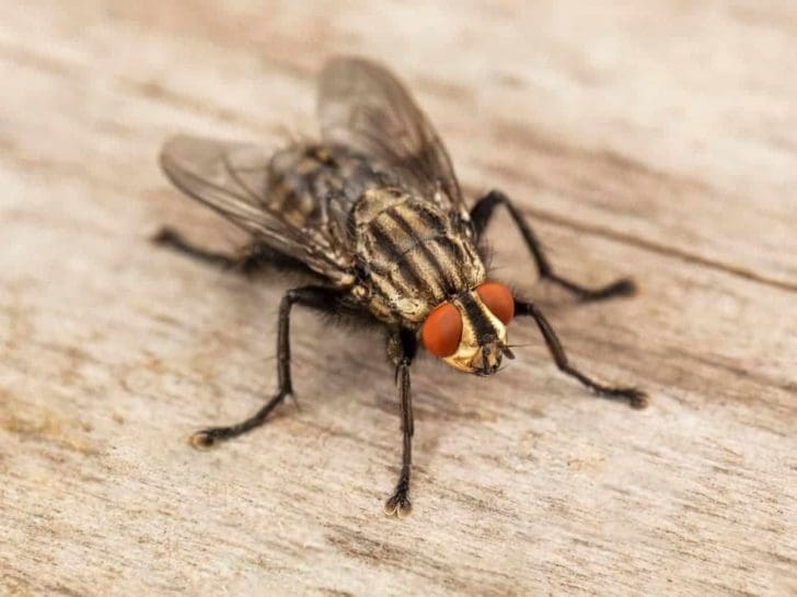 How to Get Rid of Fly Poop on Walls? (Helpful Tips!)