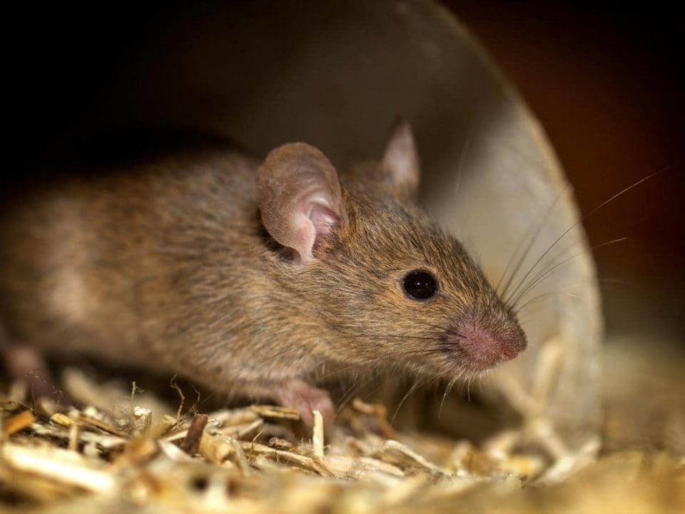 Can Mice Eat or Chew Through Romex & Electrical Wires?