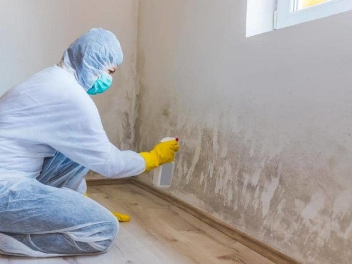 Does Mold Smell Sweet? (All You Need to Know)