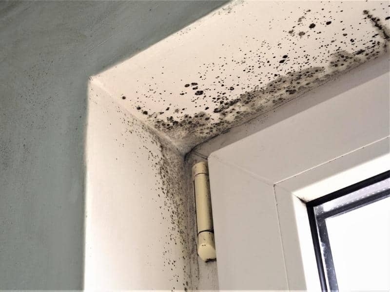 Black Mold in Basement How to Get Rid of Them? (Answered)