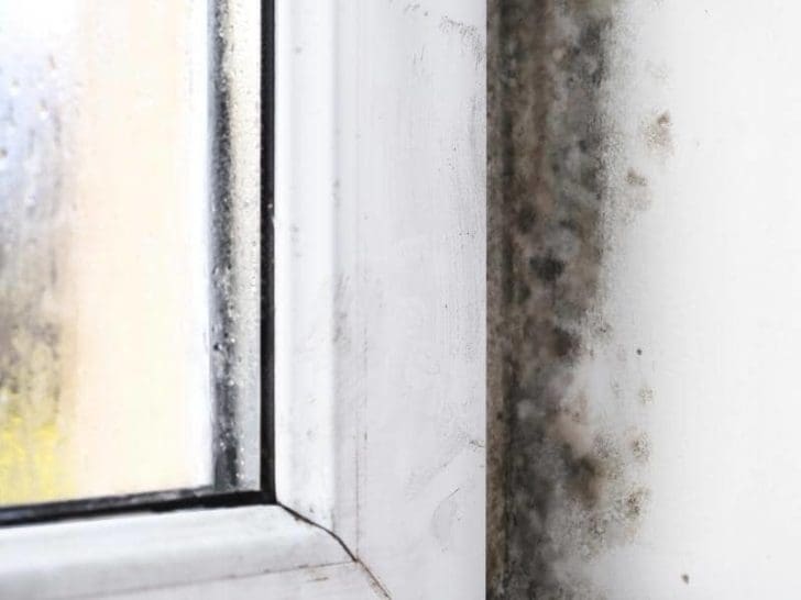 Black Mold in Window How to Get Rid of Them? (Answered)